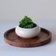 White Ceramic Microgreen Planter - The Golden Theory
