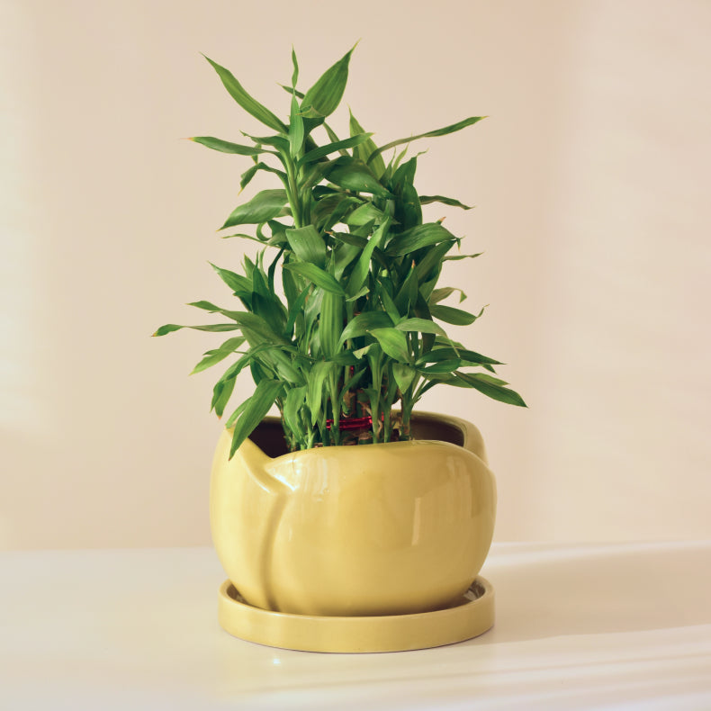 ceramic plant pots indoor