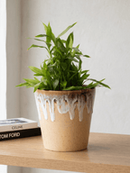 Beige Ceramic Flower Pots | Set of 3 - The Golden Theory