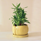 Green Ceramic Planter with Bottom Tray - The Golden Theory