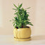 Green Ceramic Planter with Bottom Tray - The Golden Theory