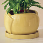 Green Ceramic Planter with Bottom Tray - The Golden Theory
