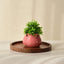 Pink Ceramic Matka Shaped Planter - The Golden Theory