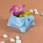 Sky Blue Ceramic Tortoise Succulent Planter - The Golden Theory