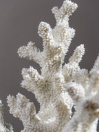 White Coral Branch Sculpture on Base - The Golden Theory