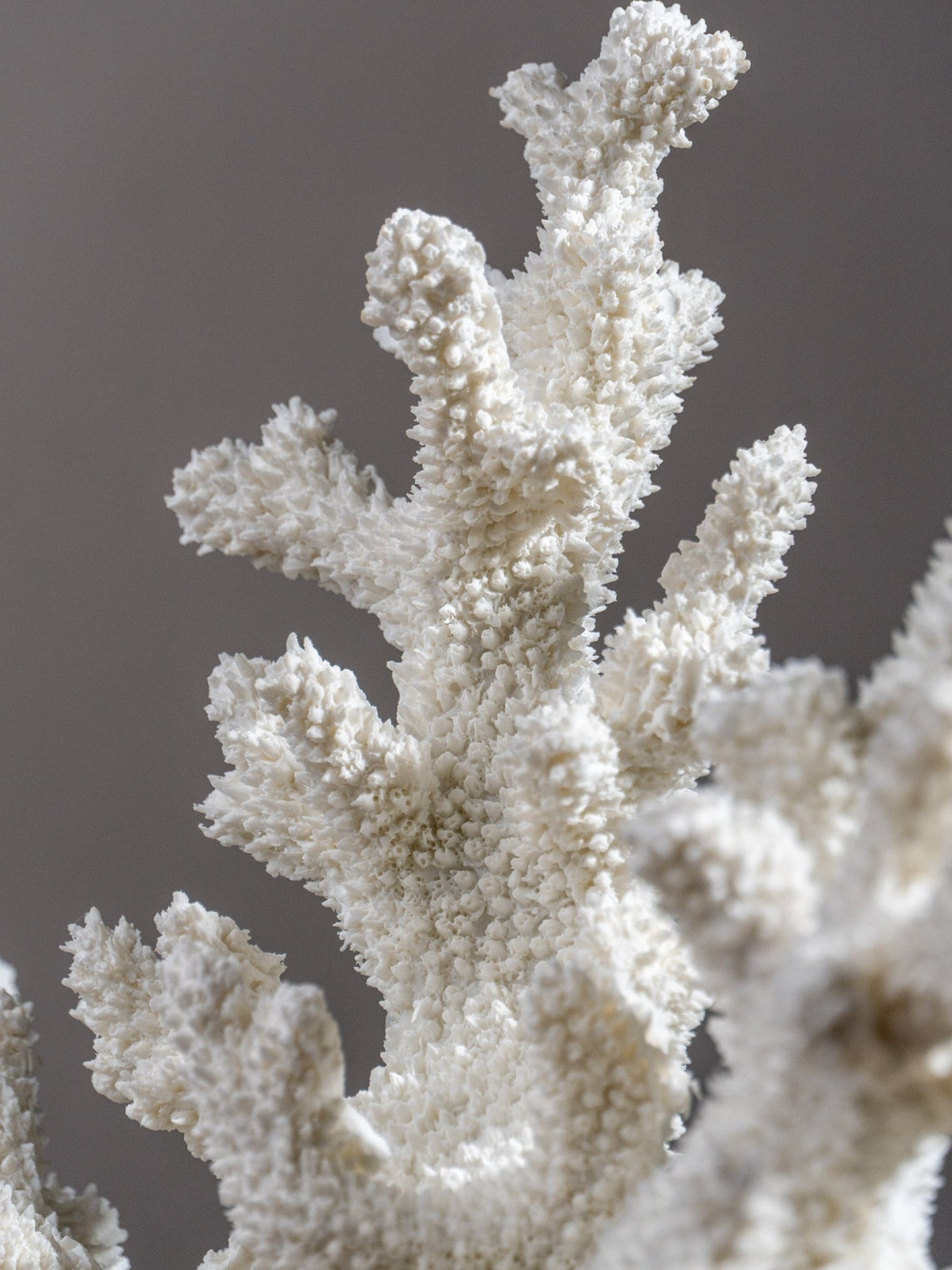 White Coral Branch Sculpture on Base - The Golden Theory
