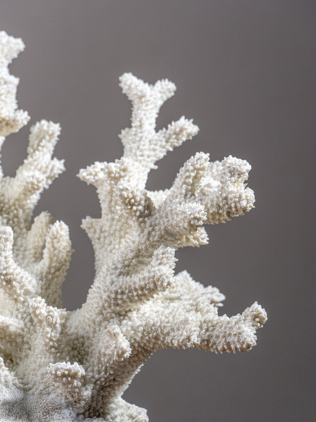 White Coral Branch Sculpture on Base - The Golden Theory