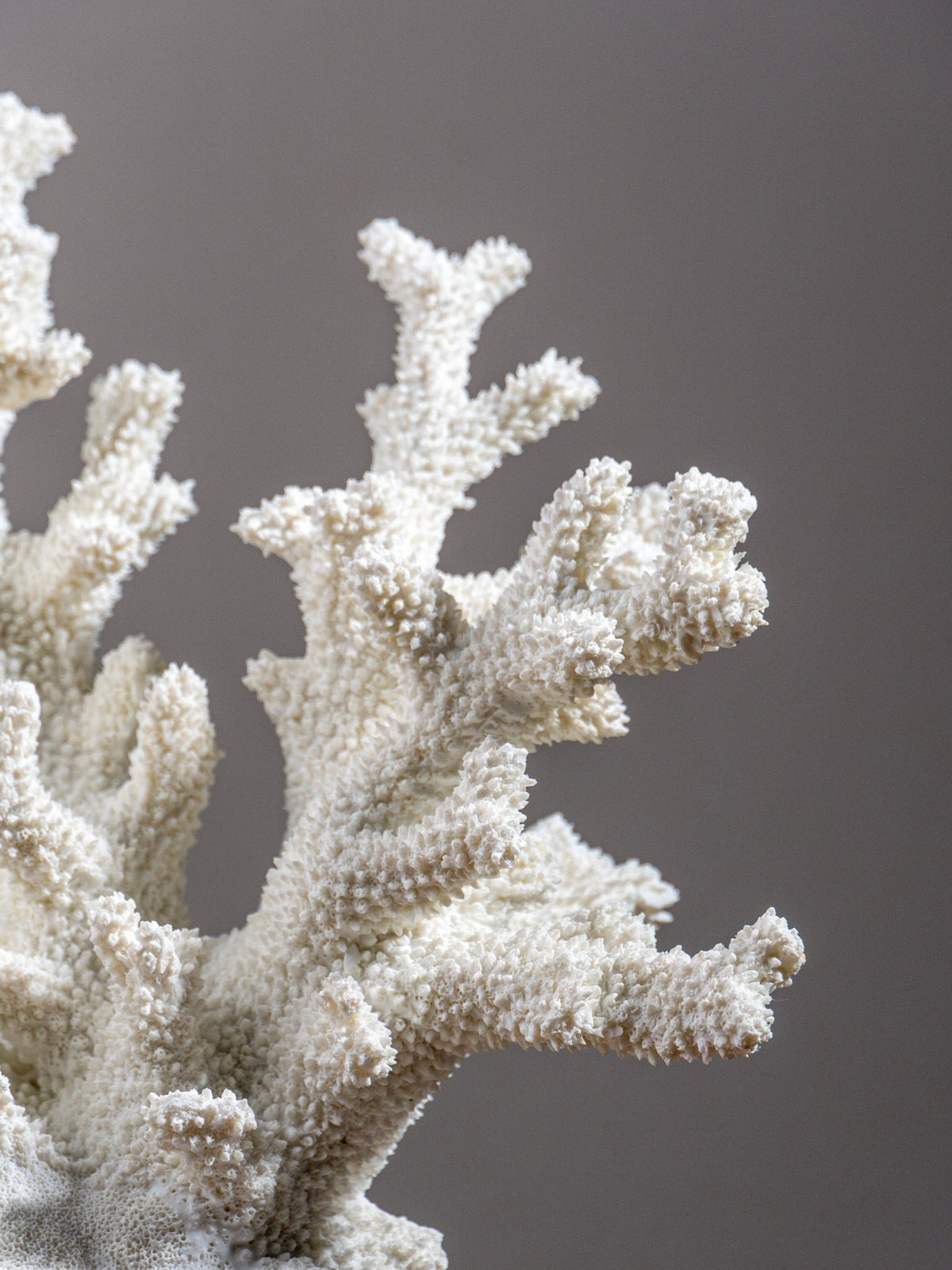 White Coral Branch Sculpture on Base - The Golden Theory